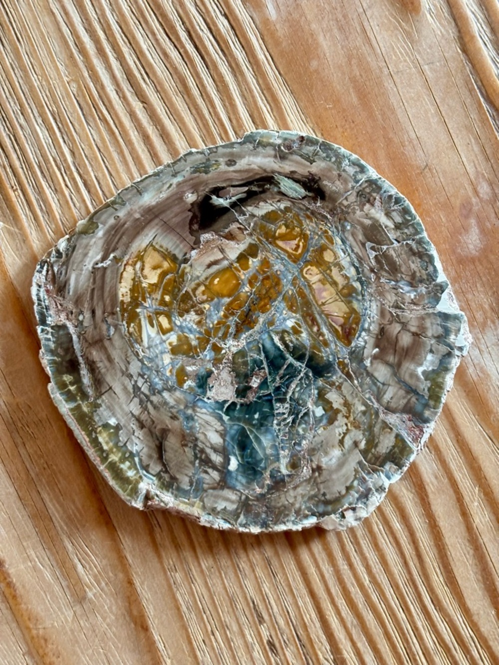 🌲 Petrified Wood Slab – Natural Fossilized Tree Slice – Polished Face 🌎